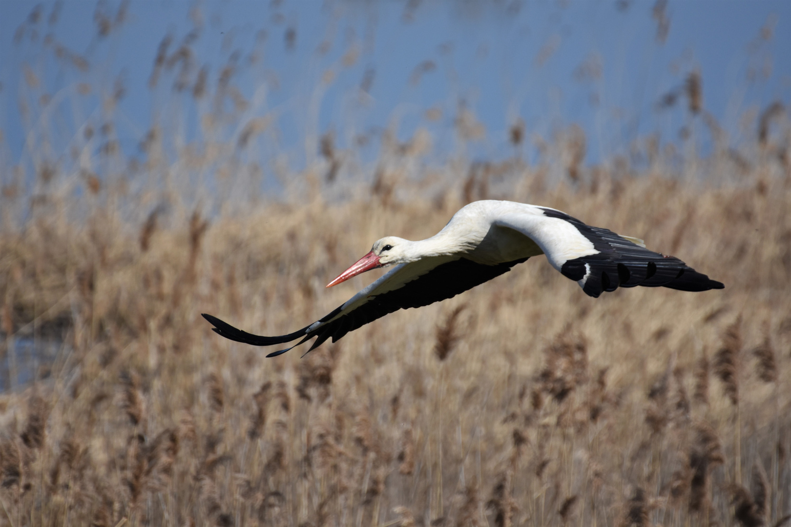 Storch im Oderbruch