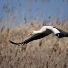 Storch im Oderbruch