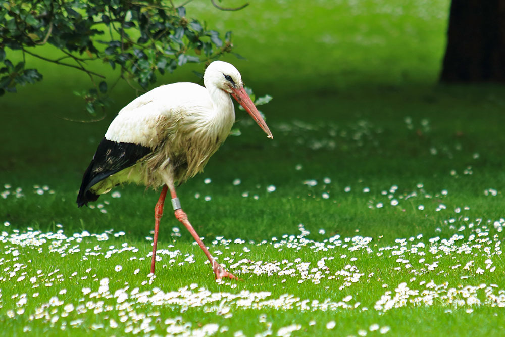 Storch im Park