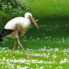 Storch im Park