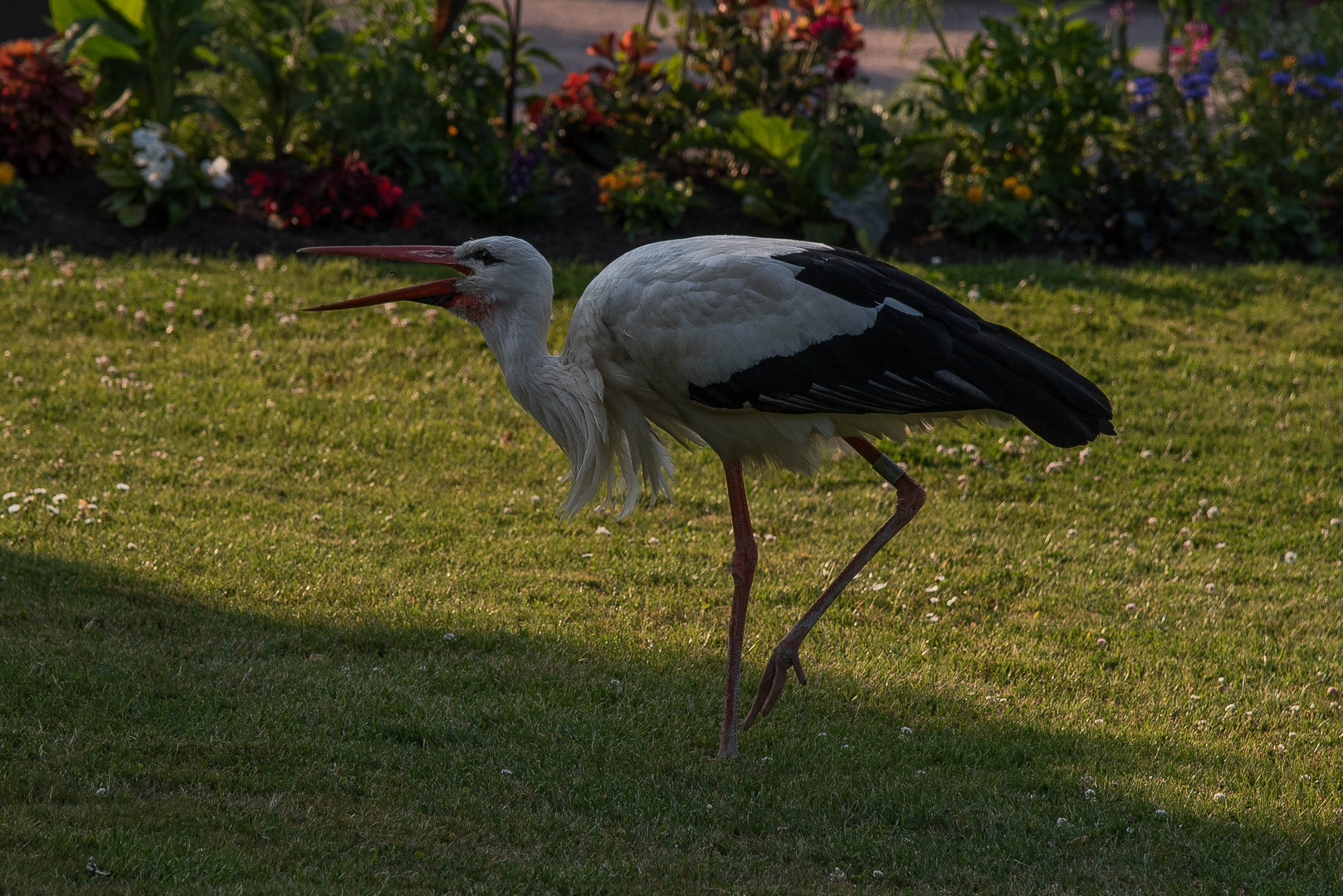 Storch im Park 2