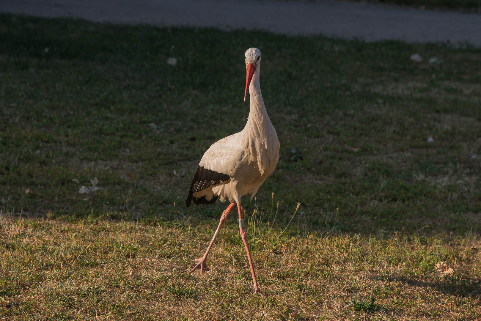 Storch im Park