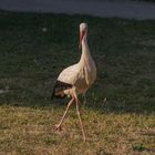 Storch im Park