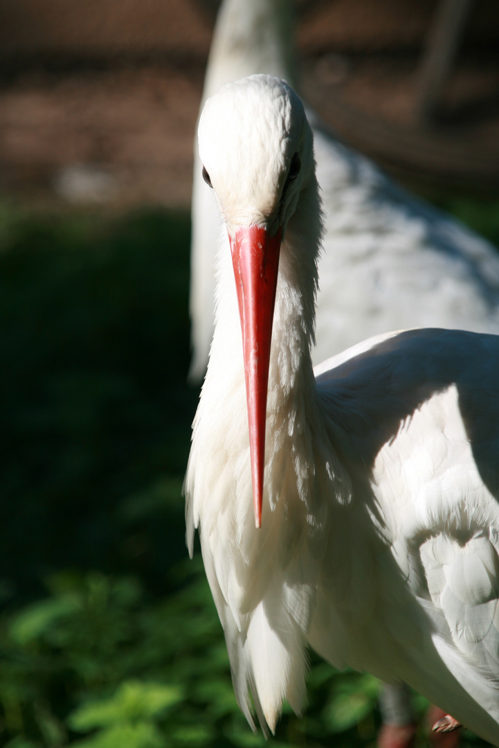 Storch im Pforzheimer Wildpark