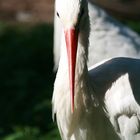 Storch im Pforzheimer Wildpark