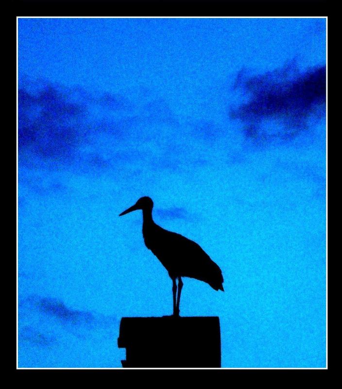 Storch im Profil