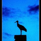 Storch im Profil