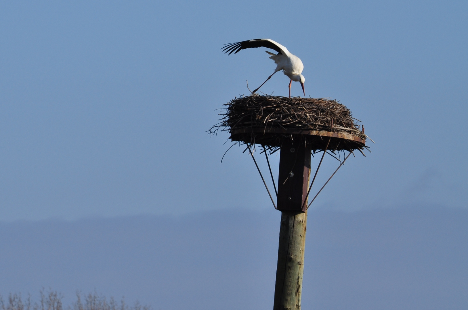 Storch im Putz Modus