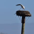 Storch im Putz Modus