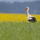 Storch im Raps