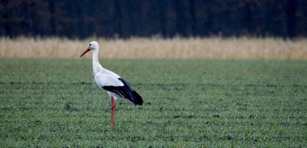 _Storch im Regen_