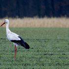 _Storch im Regen_