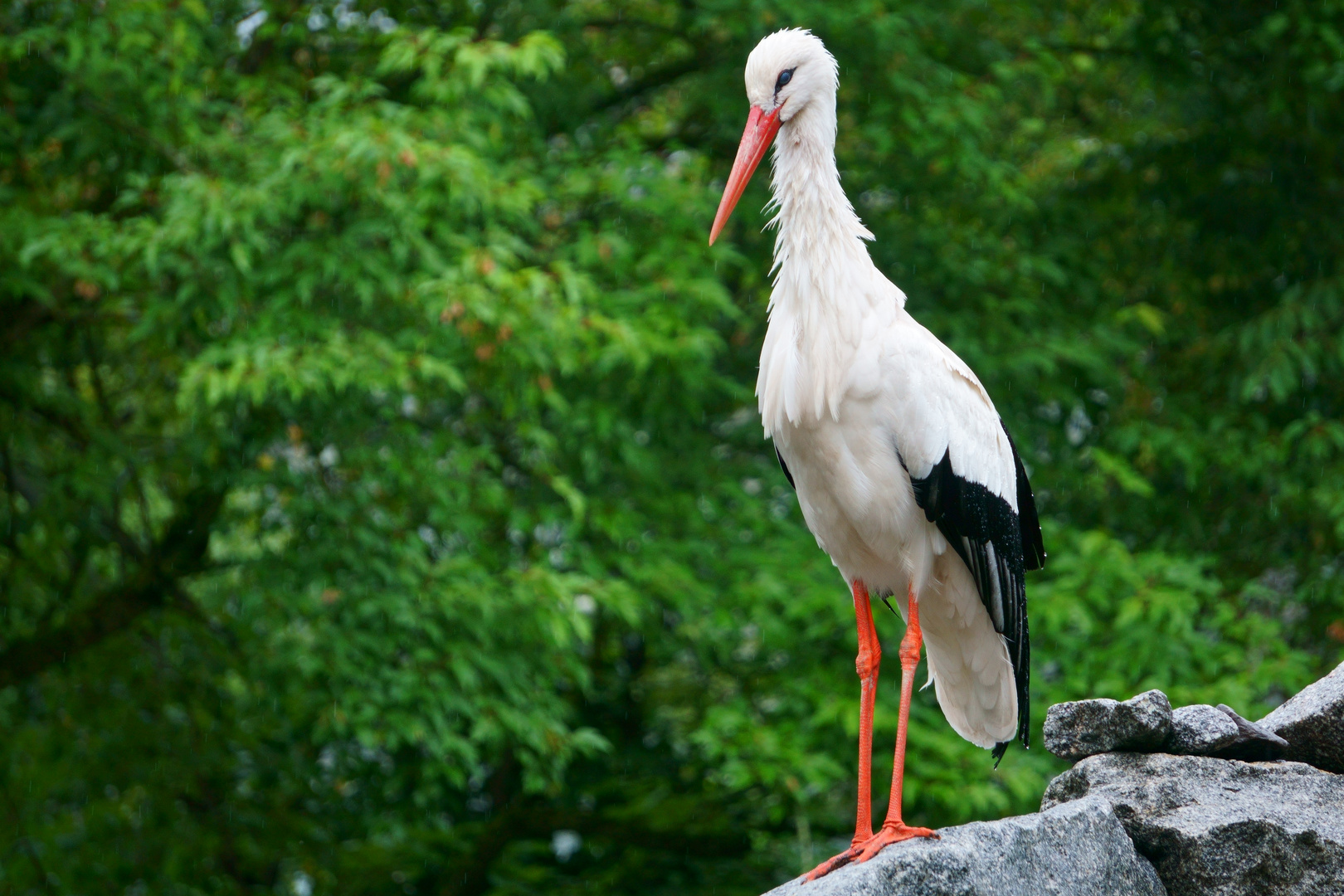 Storch im Regen