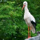 Storch im Regen