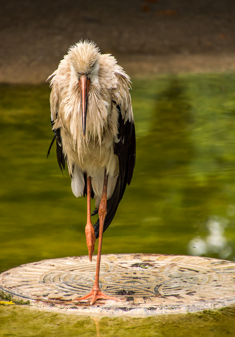 Storch im Regen