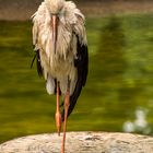 Storch im Regen