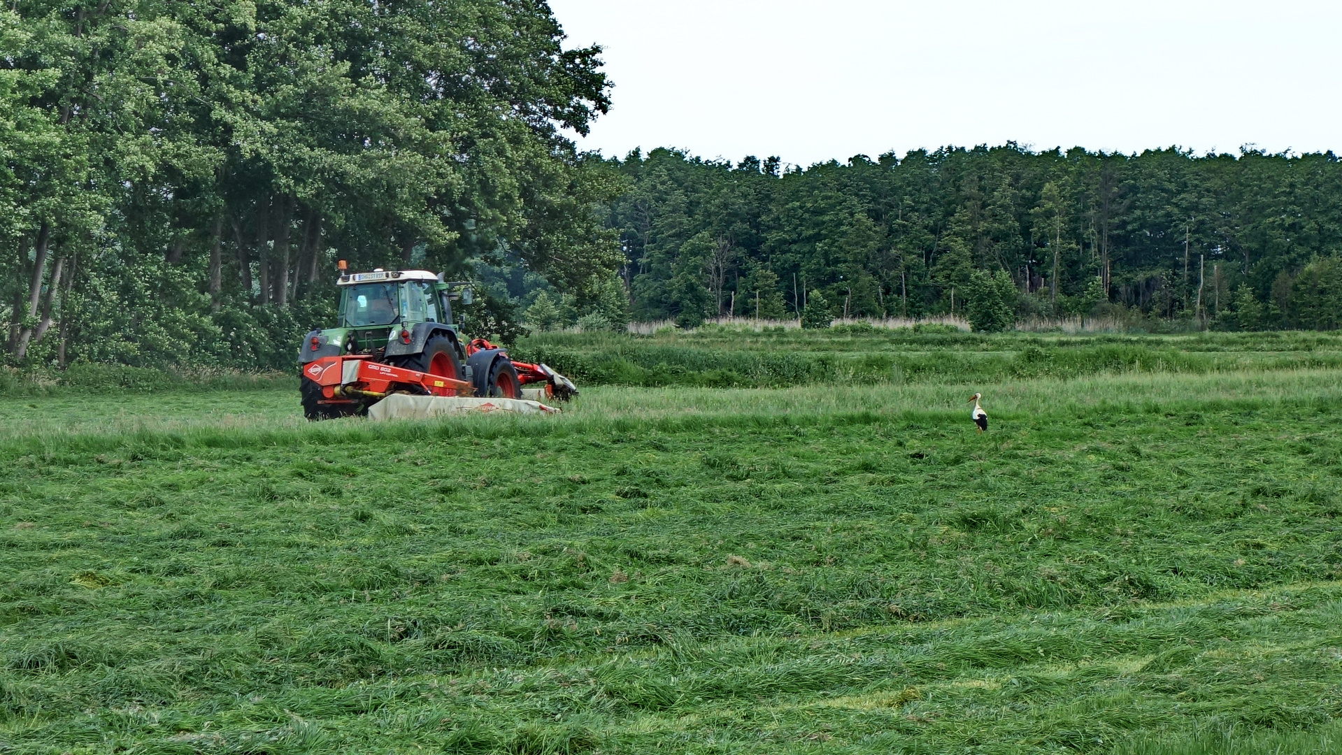 Storch im Salat