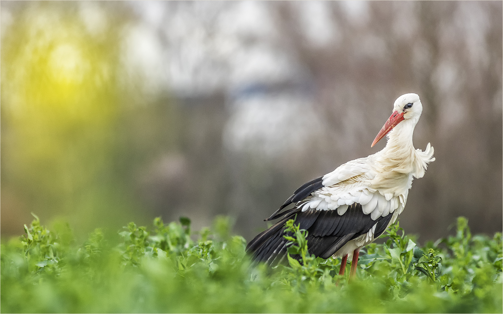 storch im salat Foto & Bild frühling, natur, vogel Bilder auf