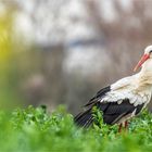 storch im salat