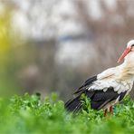 storch im salat