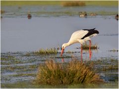 Storch im Salat