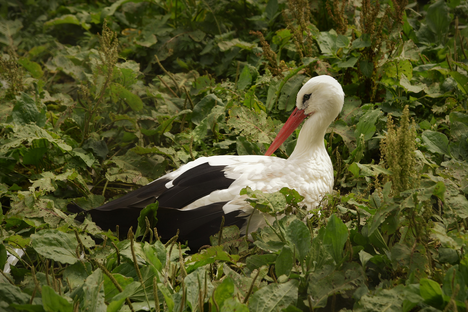 Storch im Salat