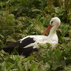 Storch im Salat