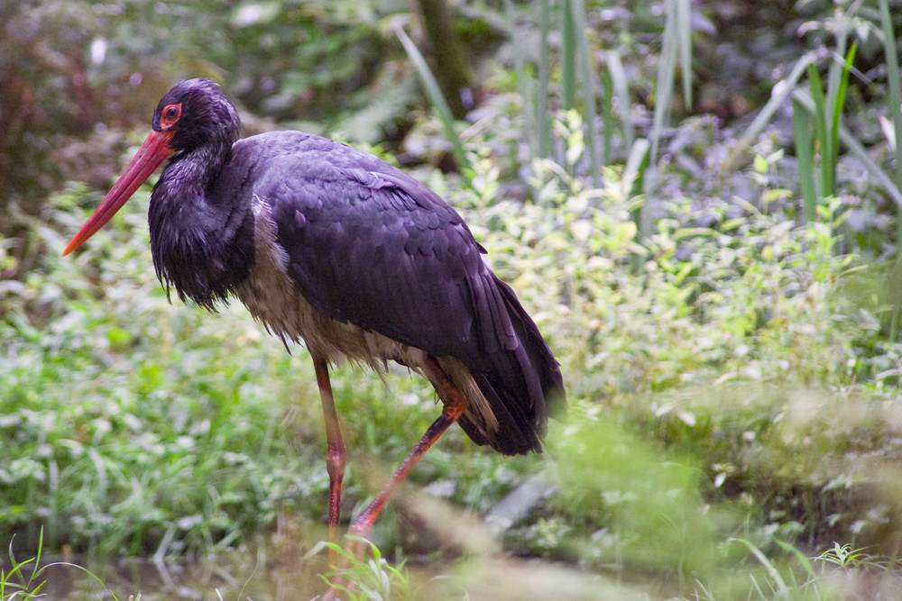 Storch im Salat