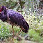 Storch im Salat