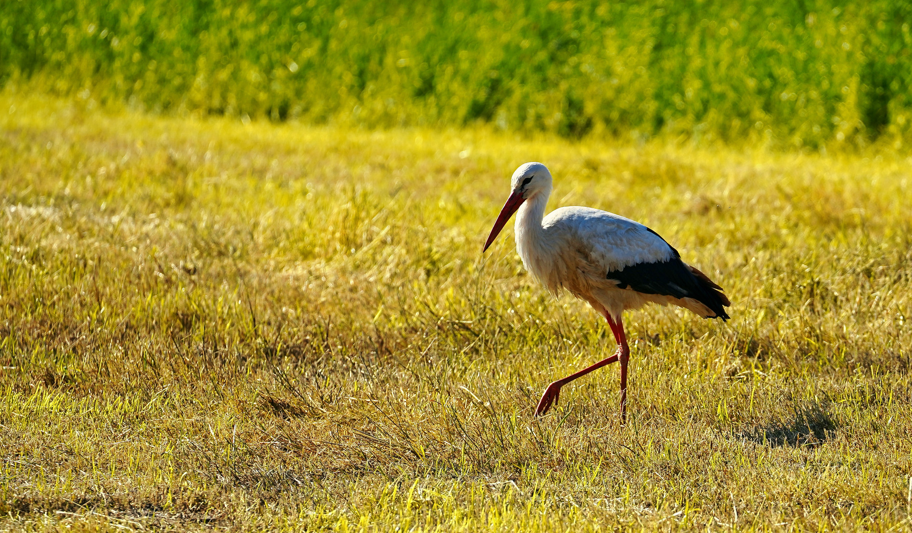 Storch im Salat, sieht auch so aus.