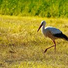 Storch im Salat, sieht auch so aus.