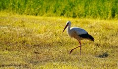 Storch im Salat, sieht auch so aus.