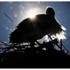 Storch im Scheerenschnitt