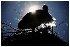 Storch im Scheerenschnitt