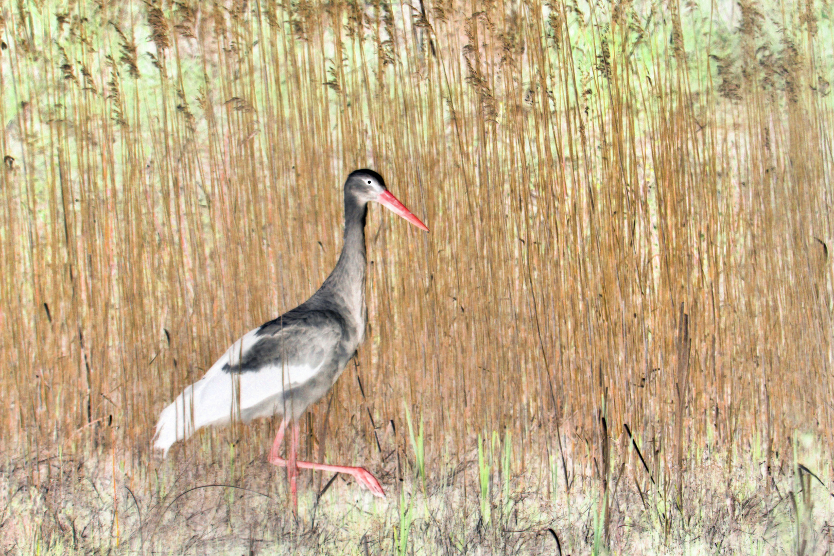 Storch im Schilf