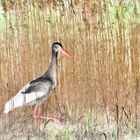 Storch im Schilf