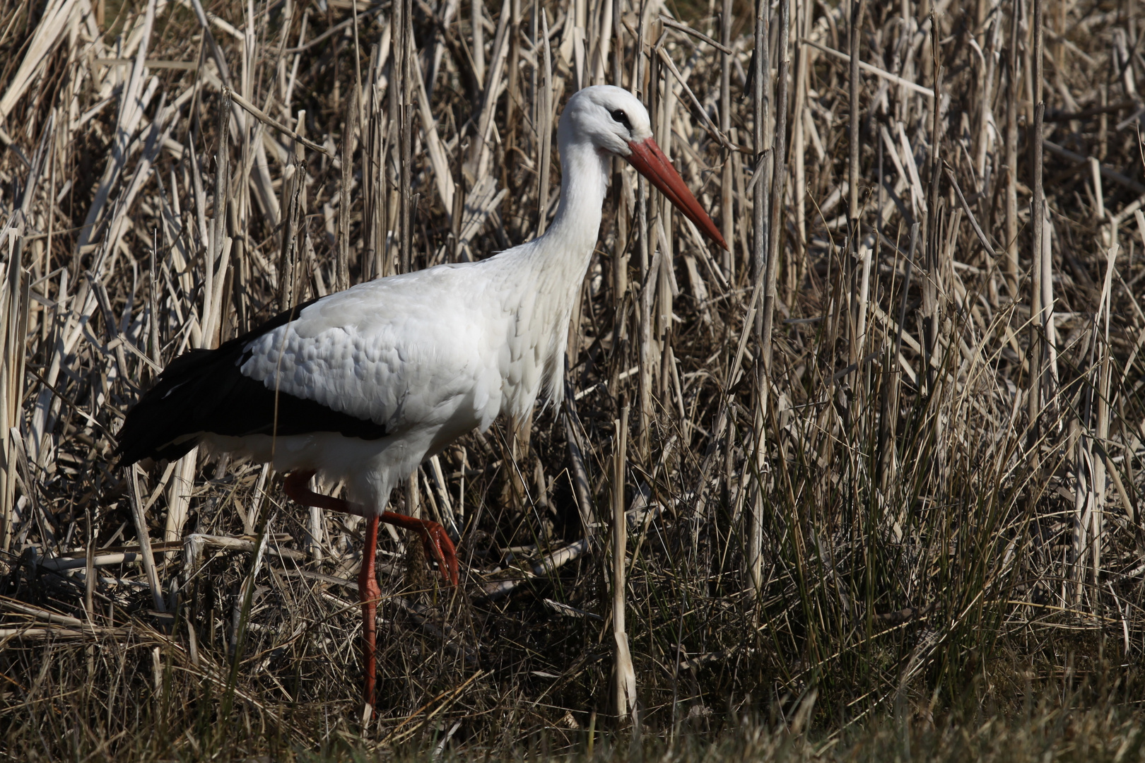 Storch im Schilfrohr 