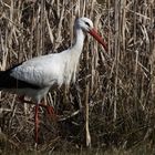 Storch im Schilfrohr 