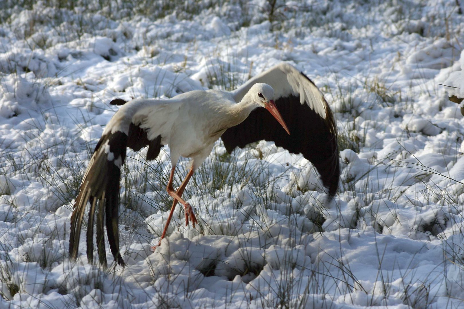 Storch im Schnee