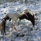 Storch im Schnee