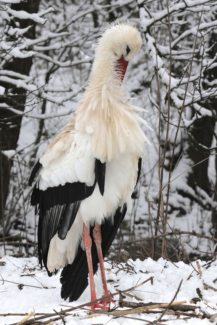 Storch im Schnee