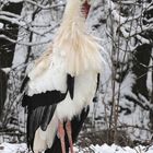 Storch im Schnee