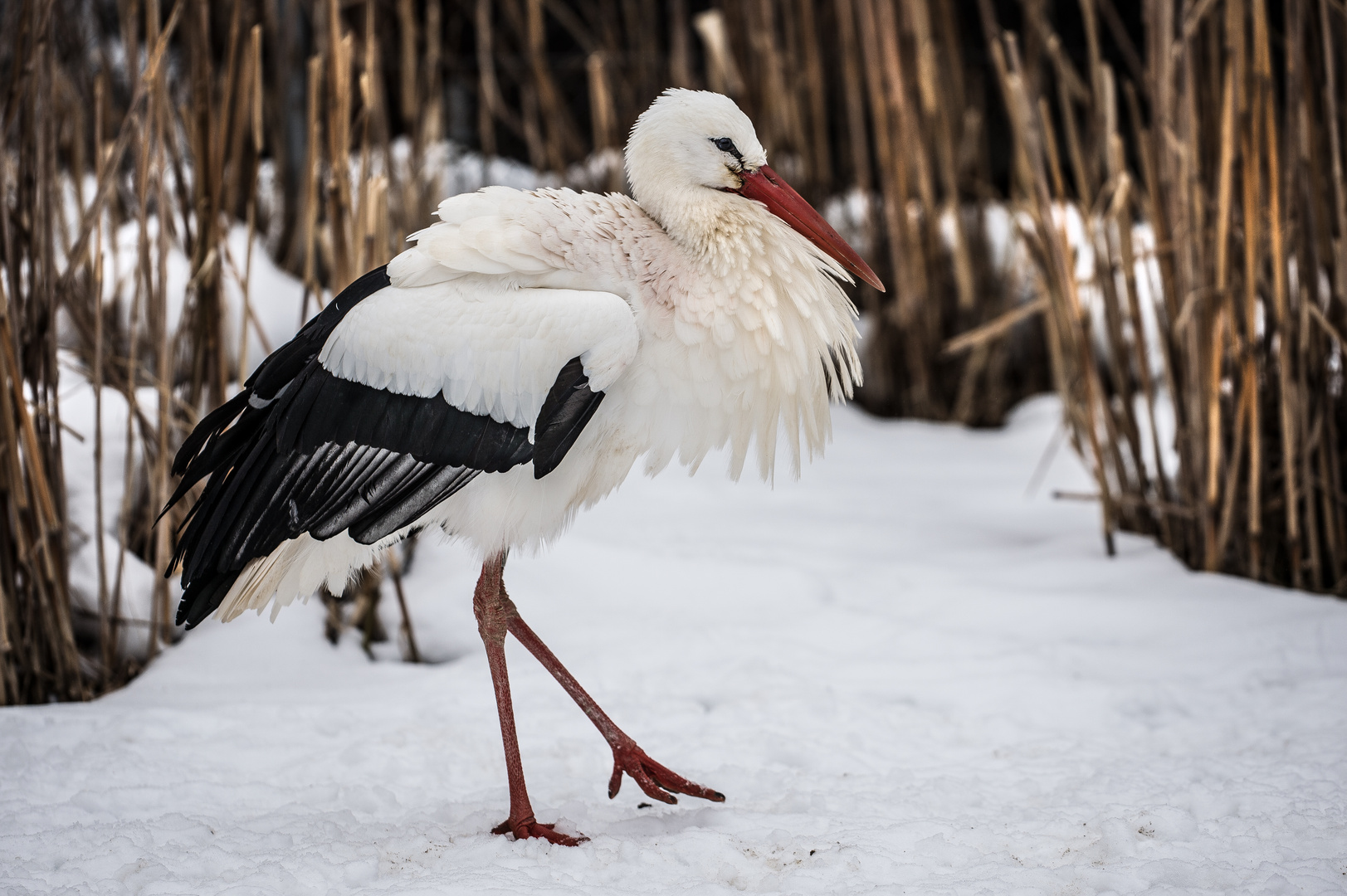 Storch im Schnee