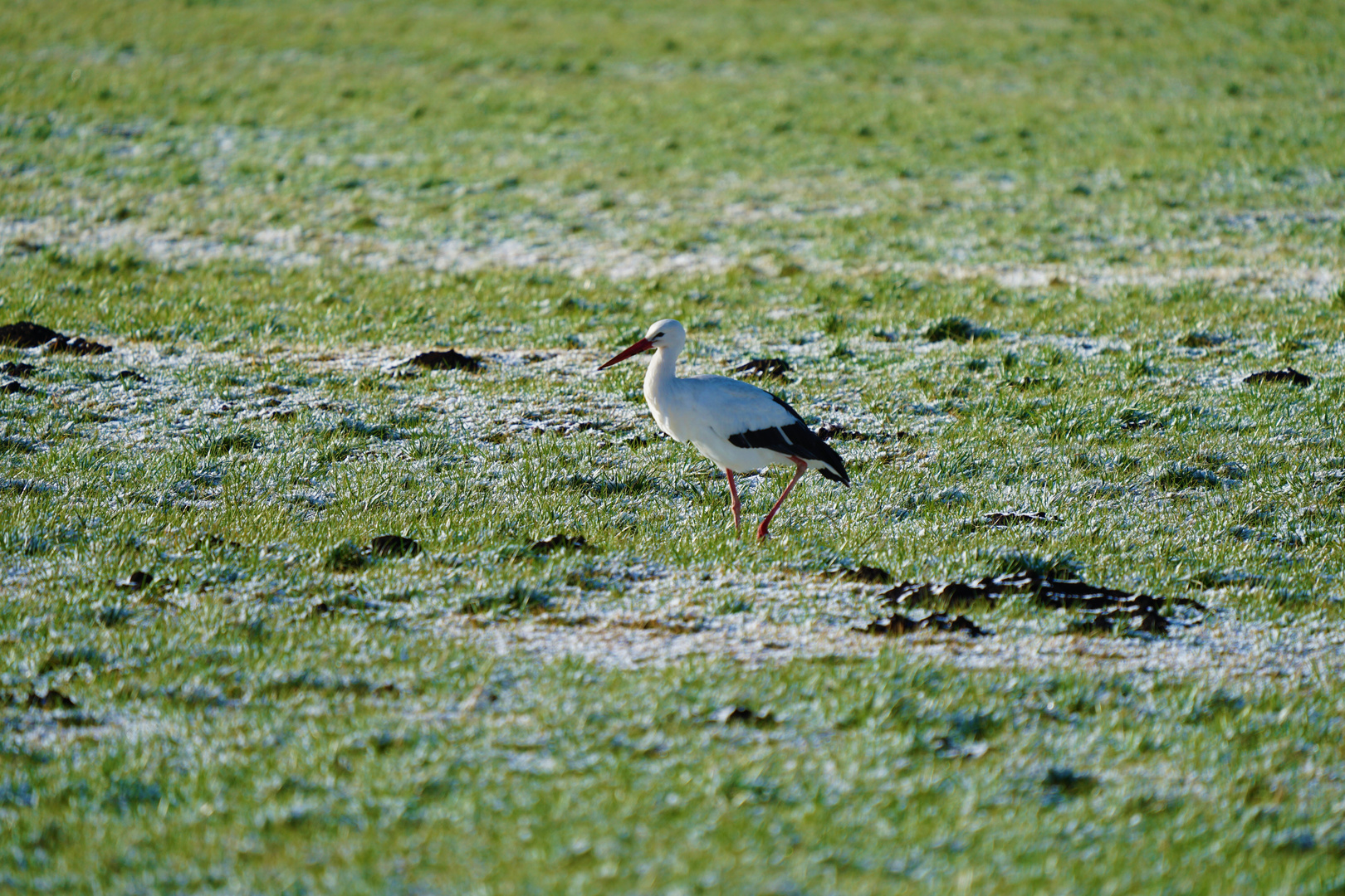 Storch im Schnee