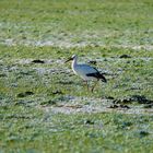 Storch im Schnee