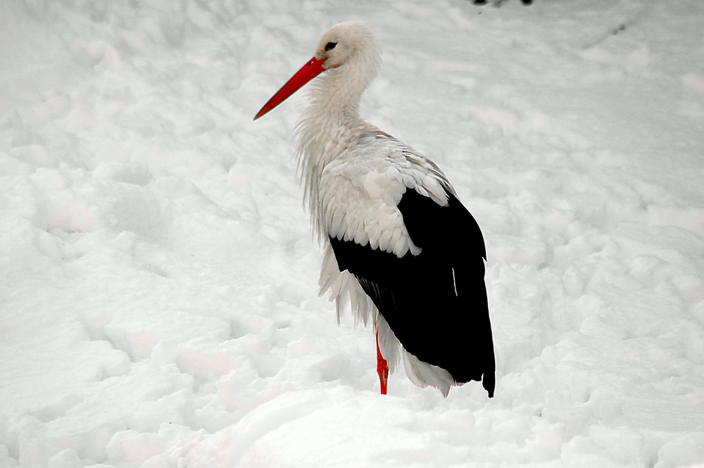 Storch im Schnee