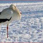 Storch im Schnee, die zweite...