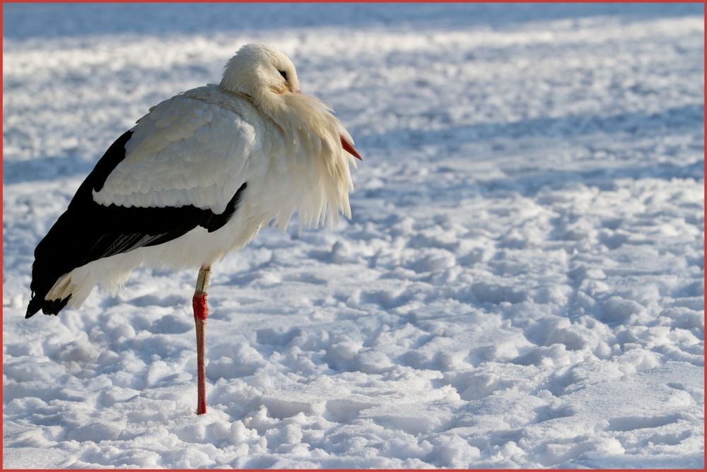 Storch im Schnee, die zweite...