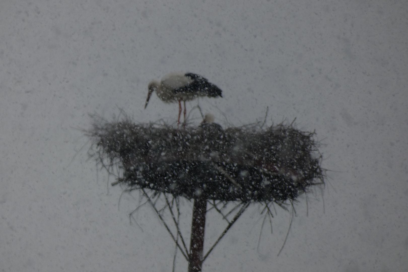 Storch im Schneesturm in den Ahsewiesen