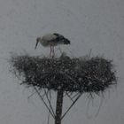 Storch im Schneesturm in den Ahsewiesen